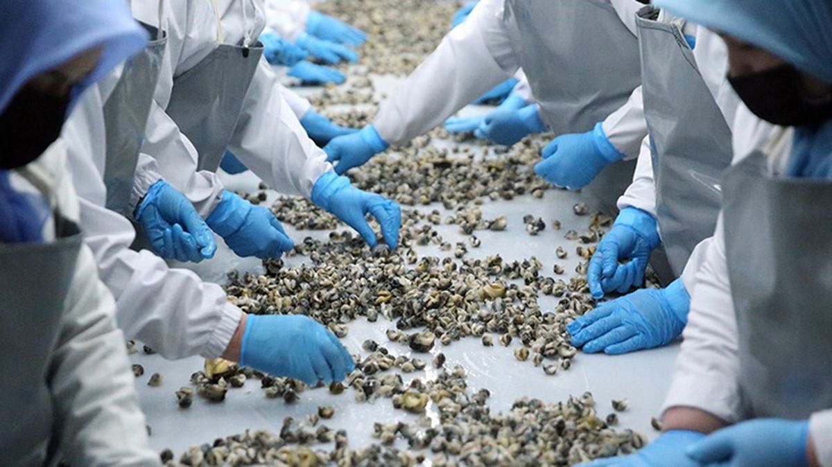 Türkiye, 2023'ün ilk 8 ayında deniz salyangozu ihracatından 11.6 milyon dolar kazandı