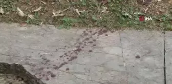Ünlü oyuncu Seda Fettahoğlu parkta ölü bulundu