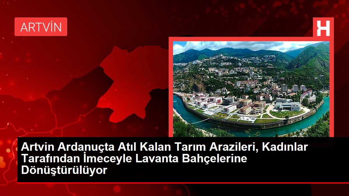 Artvin Ardanuçta Atıl Kalan Tarım Arazileri, Kadınlar Tarafından İmeceyle Lavanta Bahçelerine Dönüştürülüyor
