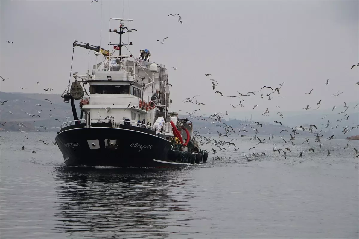 Balıkesir Bandırma'da Balık Bolluğu Yaşanıyor