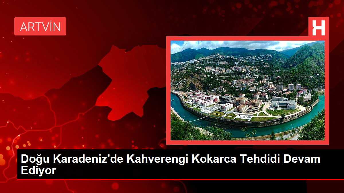 Doğu Karadeniz'de Kahverengi Kokarca Tehdidi Devam Ediyor