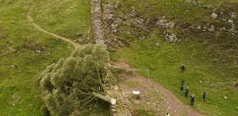 Dünyanın en ünlü 30 yıllık ağacı olan Çınar Gap Ağacı kimliği belirsiz kişilerce kesildi