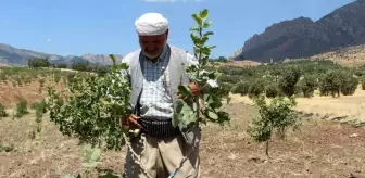 Şırnak'ta Terörden Boşalan Köyler Fıstık Bahçeleriyle Yeniden Canlanıyor