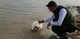 Kırşehir'de 21 göl, gölet ve baraja 1 milyon yavru sazan bırakıldı