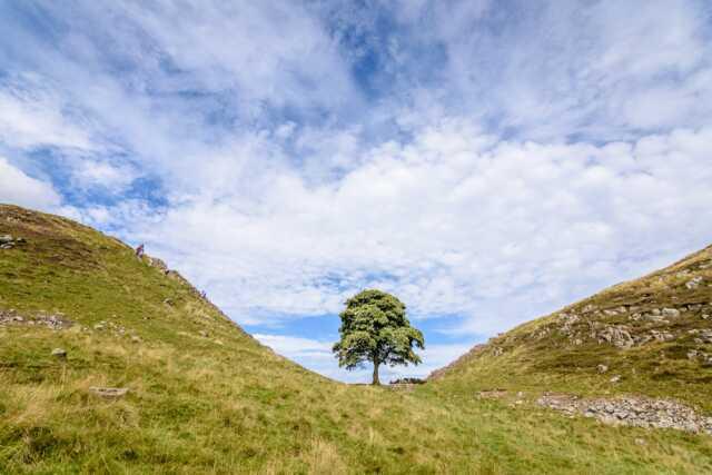 16 yaşındaki çocuk, Hollywood filmlerinde sahne alan İngiltere'nin en ünlü ağacını kesti