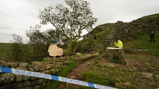 16 yaşındaki çocuk, Hollywood filmlerinde sahne alan İngiltere'nin en ünlü ağacını kesti