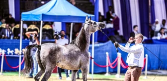 Mısır'da Şarkiye Arap Atı Festivali düzenlendi