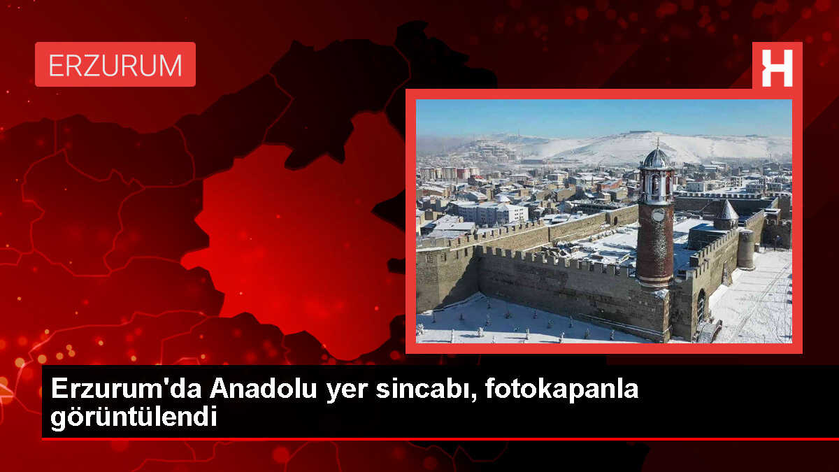 Erzurum'da Anadolu Yer Sincabı Doğaya Salındı