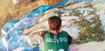 Gercüş ilçesinde badem hasadı başladı