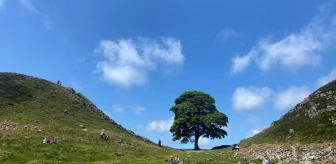 İngiltere'nin 200 yıllık simge ağacı kesildi! Ülke yasa girdi