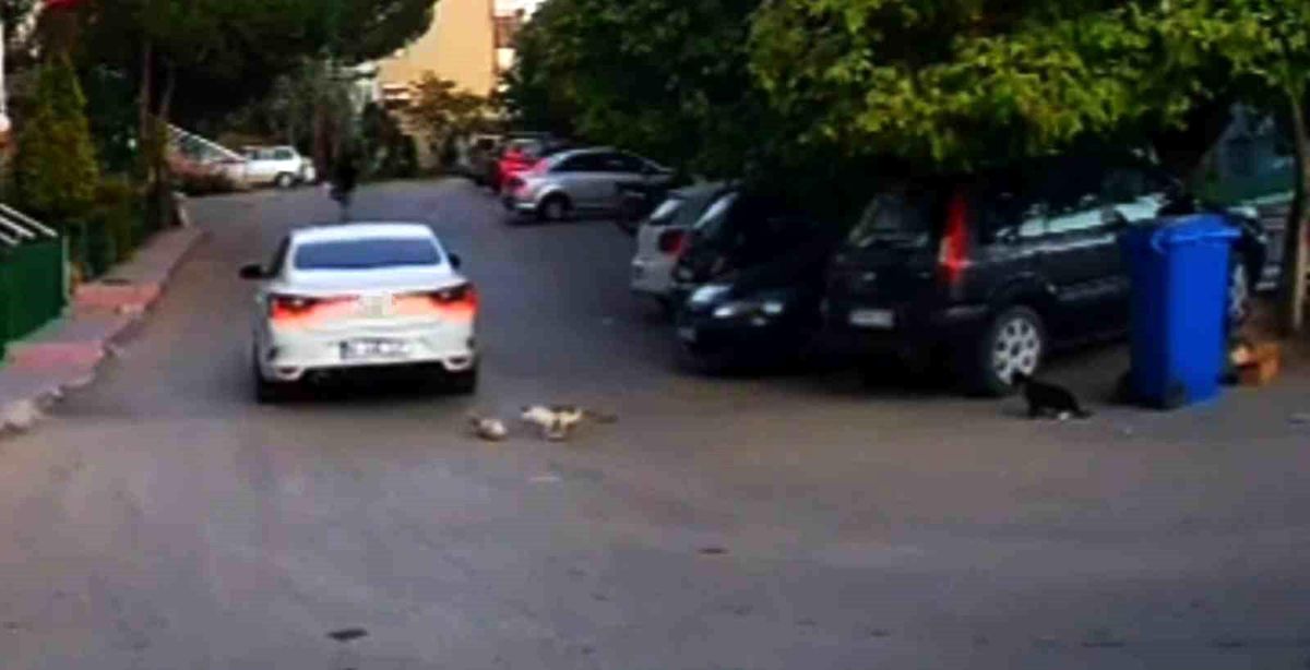 Karabük'te Kediyi Ezdikten Sonra Olay Yerinden Kaçan Sürücüye Para Cezası