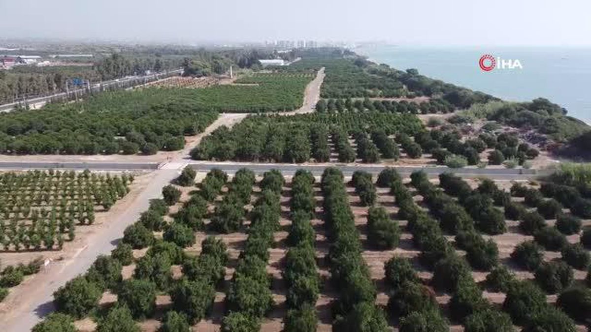 Mersin Erdemli'de Limon Hasadı Başladı