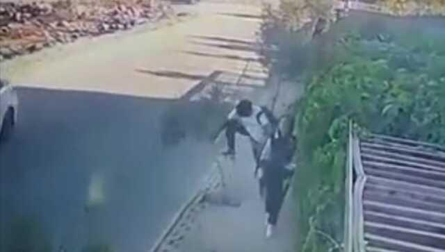 Lise öğrencisi, dalları yüzüne çarptığı için zeytin fidanını kırdı