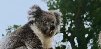 Türk Hava Yolları, Yani adlı koalayı İngiltere'ye taşıdı