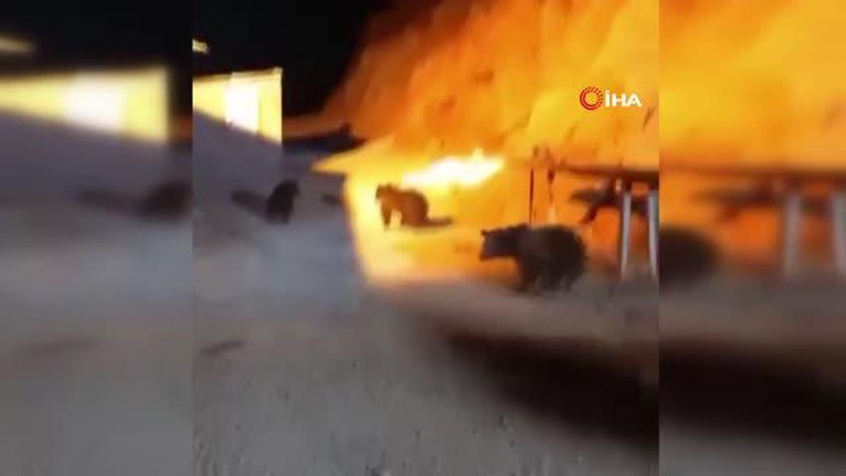 Şantiyede yiyecek arayan 4 ayı kamerada
