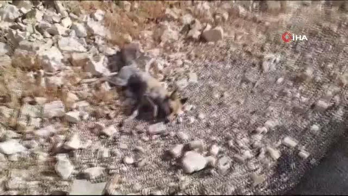 Yaralı bulunan tilki veterinere teslim edilemeden telef oldu