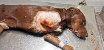 Antalya'da kapana sıkışan köpek tedavi edildi