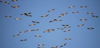 Mersin'de Kuş Göçü Şahitlik Ediliyor