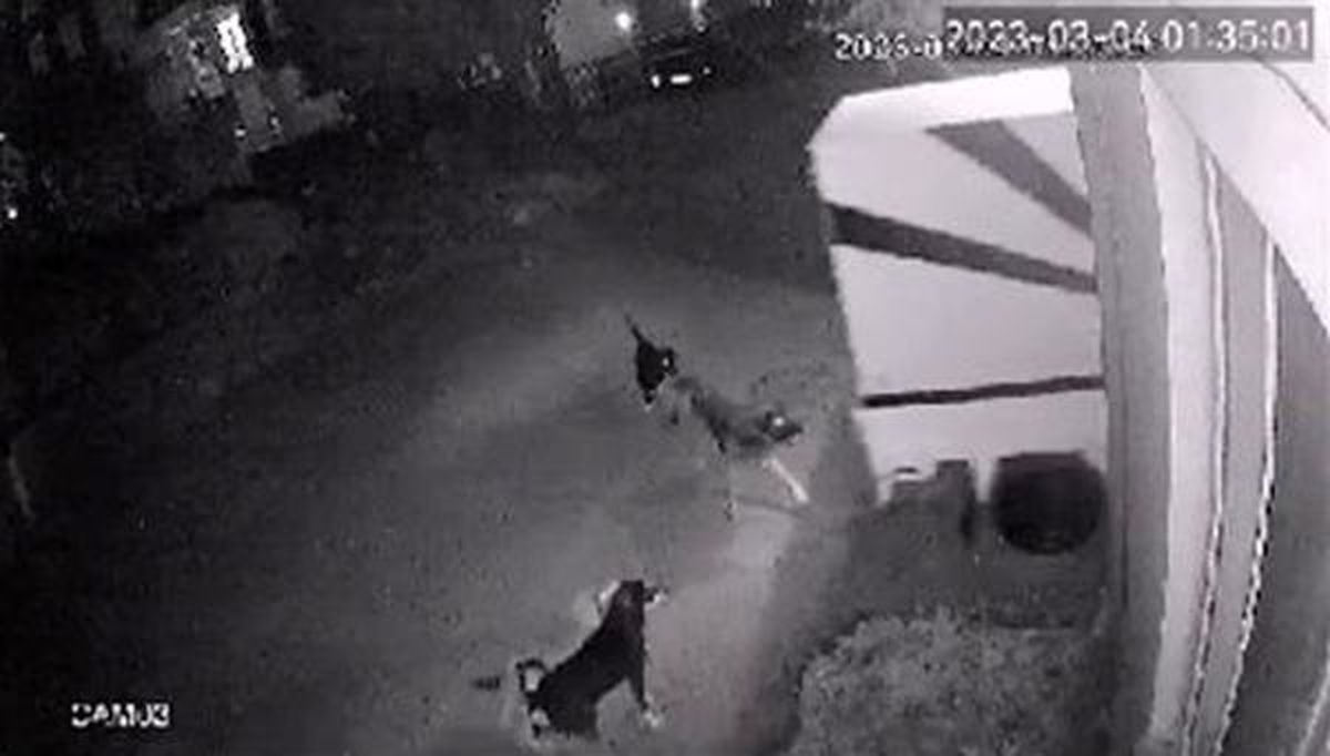 Engelli Baba ve Oğlu Sokak Köpeklerinin Saldırısına Uğradı
