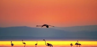 Tuz Gölü'nde Flamingoların Göçü Başladı