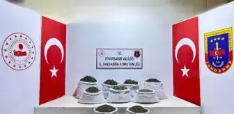 Diyarbakır'da 350 bin 620 kök Hint keneviri ve skunk bitkisi, 121 kilo esrar ele geçirildi