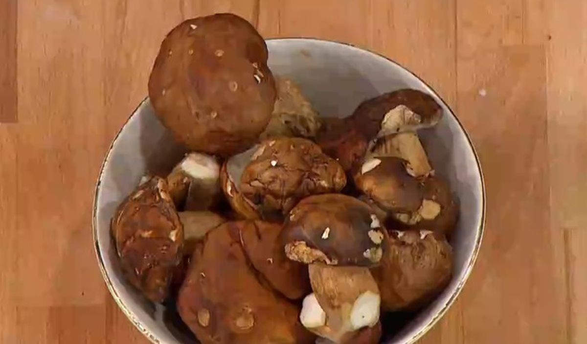 Porçini mantarı nedir, özellikleri nelerdir? (Ayı mantarı) Porçini mantarı zehirli mi, yenir mi?