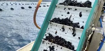 Balıkesir İl Tarım ve Orman Müdürü Midye Üretimi İle İlgili Çalışmalara Katıldı