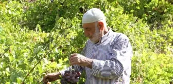 Bitlis'te geleneksel yöntemlerle pekmez üretimine başlandı