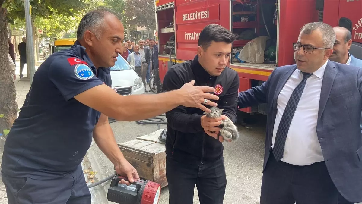 Kastamonu'da depoda çıkan yangında mahsur kalan 4 kedi yavrusu kurtarıldı