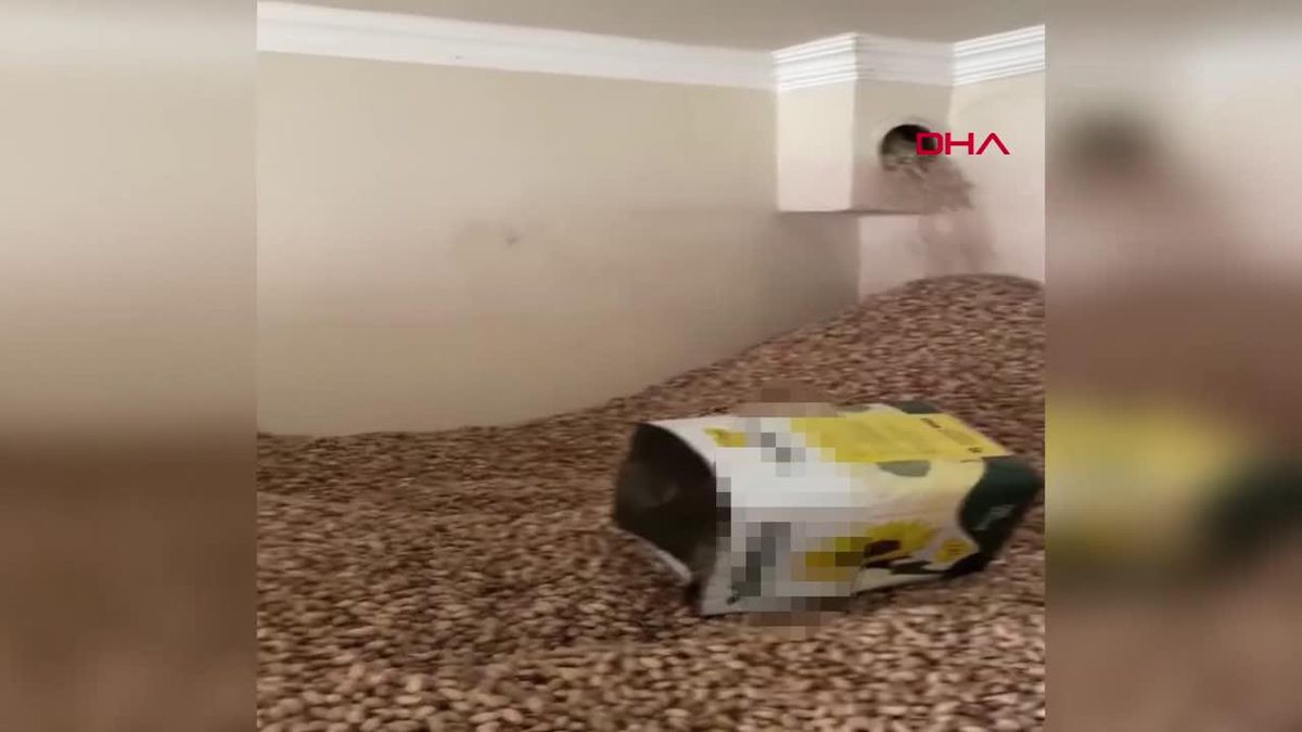 Siirt'te 2 Ton Fıstığa El Konuldu