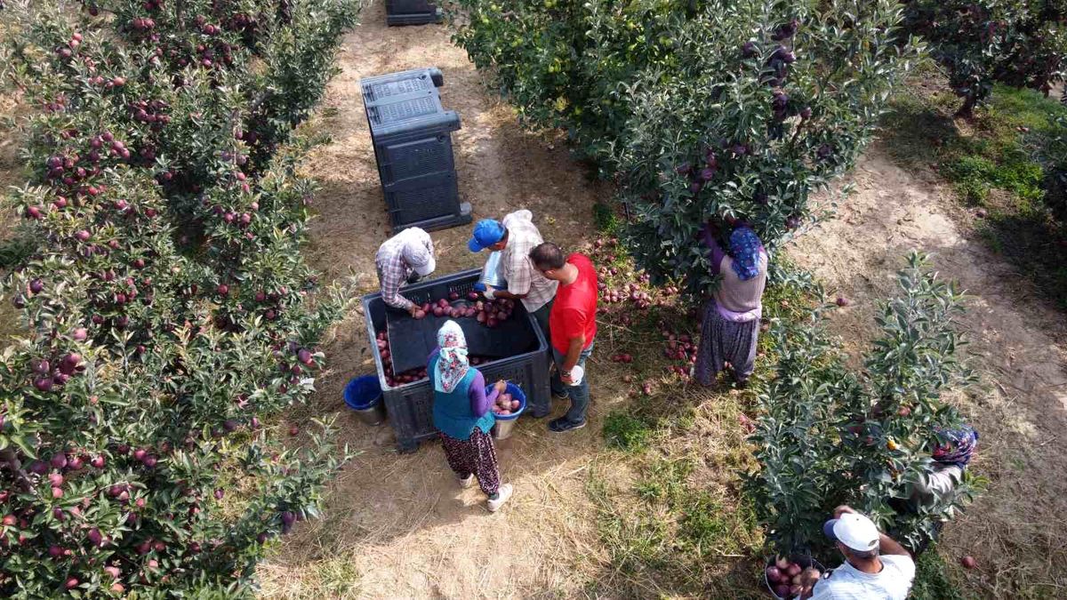 Beyşehir'de Elma Hasadı Devam Ediyor