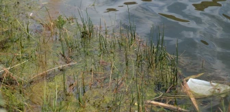 Balpınar Gölü'nde Balıkların Bırakılması Kirliliğe Yol Açıyor