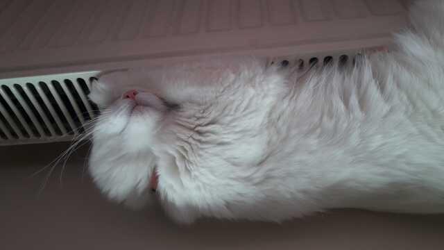 Hayvanları Koruma Günü ne zaman? 4 EKİM Dünya Hayvanları Koruma Günü bugün mü? En güzel Hayvanları Koruma Günü sözleri ve mesajları! Hayvanları Koruma Günü ne zaman? 4 EKİM Dünya Hayvanları Koruma Günü bugün mü? En güzel Hayvanları Koruma Günü sözleri ve mesajları!