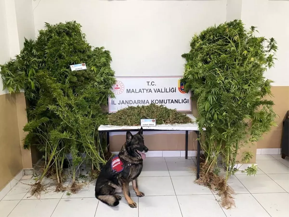 Malatya'da 2 kilo 365 gram kubar esrar ile 25 kök kenevir bitkisi ele geçirildi