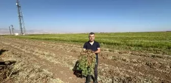 Silopi'de Yer Fıstığı Hasadı Başladı