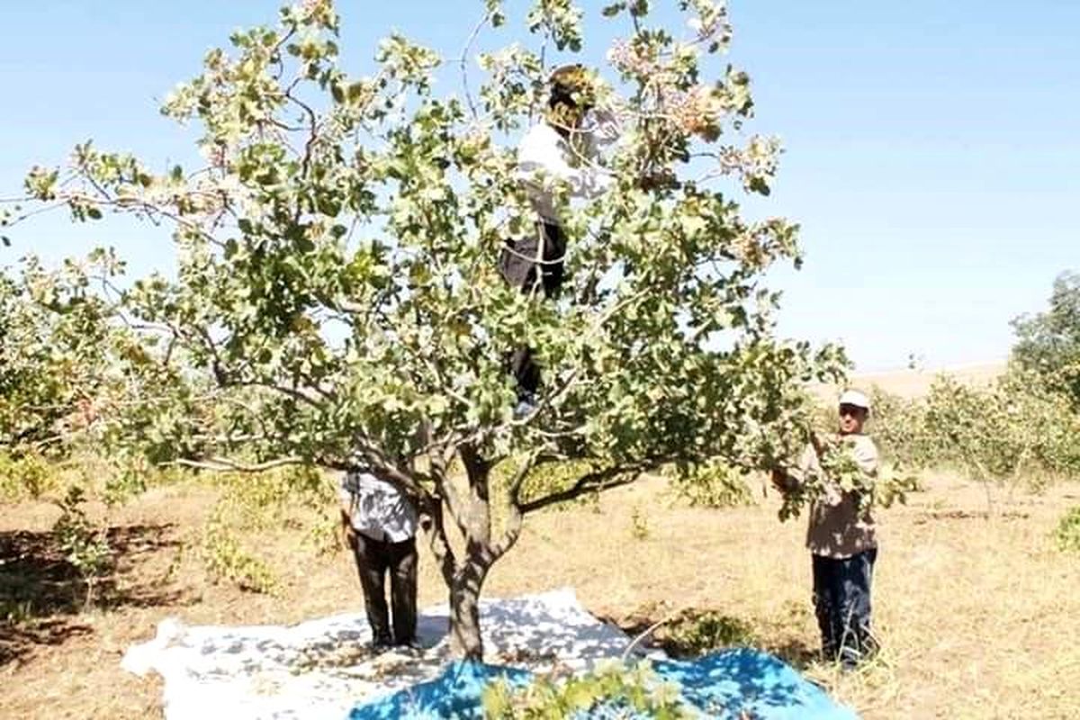 Diyarbakır'da Fıstık Üreticileri Verim Düşüklüğü Yaşıyor