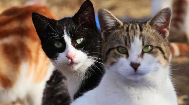 Hayvanları koruma günü sözleri ve mesajları 2023! 4 Ekim Hayvanları koruma günü resimli, anlamlı mesajları! Hayvanları koruma günü sözleri ve mesajları 2023! 4 Ekim Hayvanları koruma günü resimli, anlamlı mesajları!