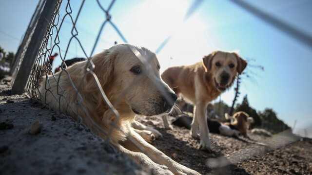 Hayvanları koruma günü sözleri ve mesajları 2023! 4 Ekim Hayvanları koruma günü resimli, anlamlı mesajları! Hayvanları koruma günü sözleri ve mesajları 2023! 4 Ekim Hayvanları koruma günü resimli, anlamlı mesajları!