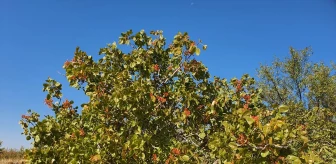 Demirci'de Menengiç Ağaçlarından Elde Edilen Antep Fıstığı Üretimi Artıyor