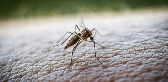 Yunanistan'da Batı Nil Virüsü'nde yeni vakalar tespit edildi! Hayatını kaybedenlerin sayısı 19 oldu