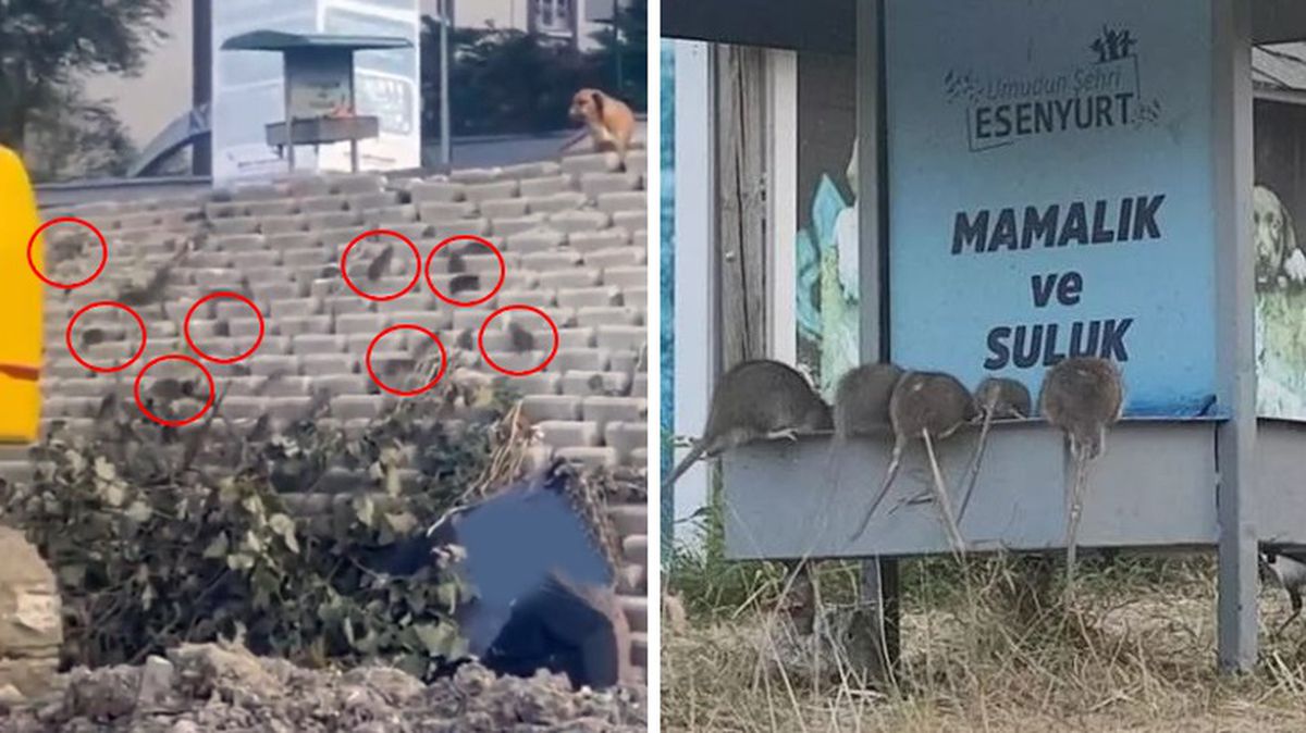 Belediye uyuma! İlçeyi fareler bastı, görüntüler endişe verici