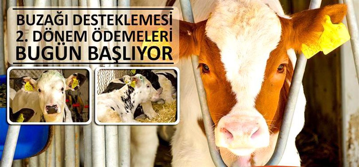 Büyükbaş Hayvan Yetiştiricilerine Buzağı Desteklemesi Ödemeleri Başlıyor