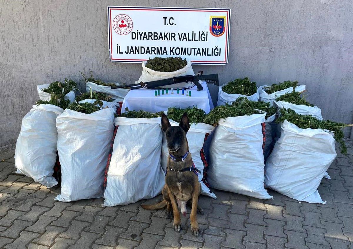 Diyarbakır'da 177,6 Kilo Esrar Ele Geçirildi
