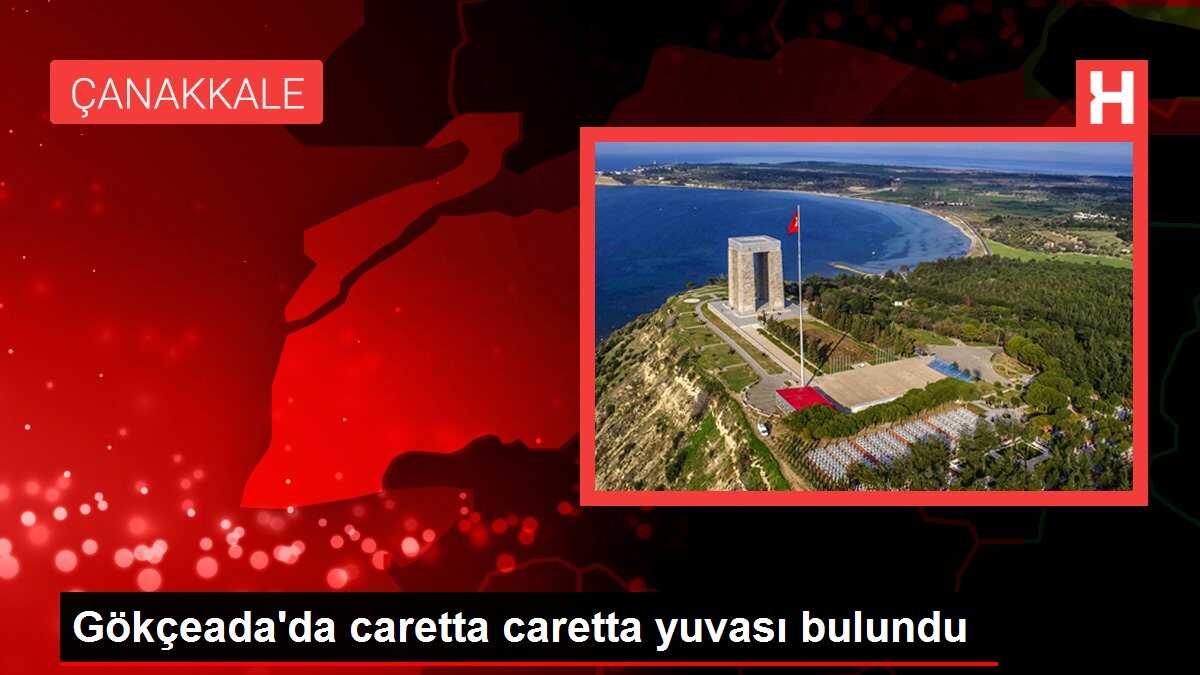 Gökçeada'da caretta caretta yuvası bulundu