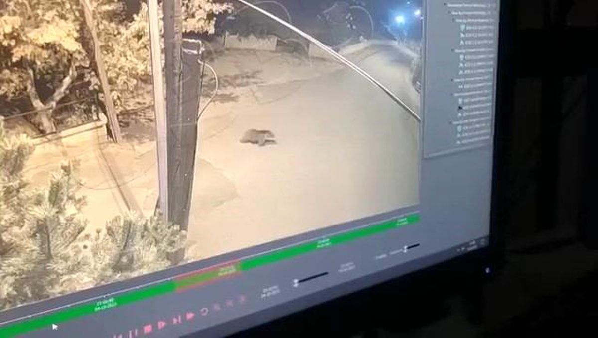 Gümüşhane'de Okul Bahçesine İnen Ayı Güvenlik Kameralarına Yakalandı