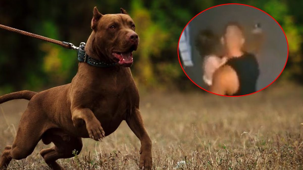 Kendisine ve kızına saldıran pitbull'u çekip vurdu! O anlar kamerada