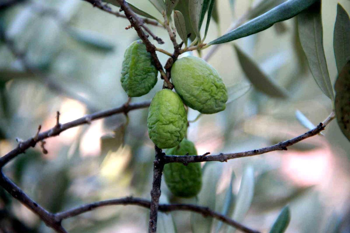 Zeytinliklerde Kuraklık Zeytin Kalitesini ve Rekoltesini Etkiliyor