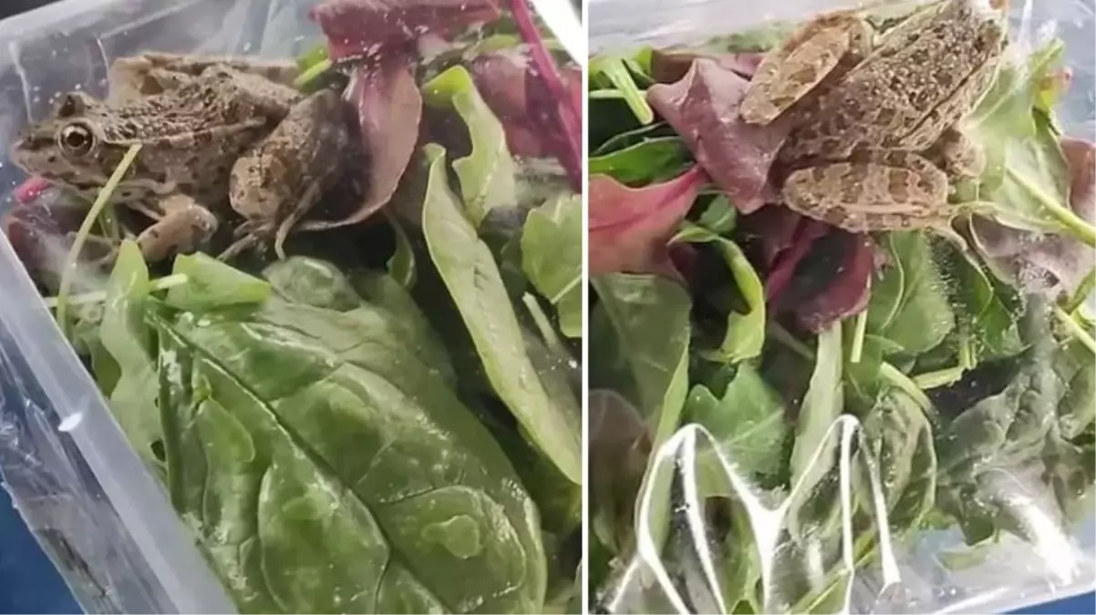Polonya'da bir kadın, satın aldığı salatanın içinde canlı kurbağa buldu