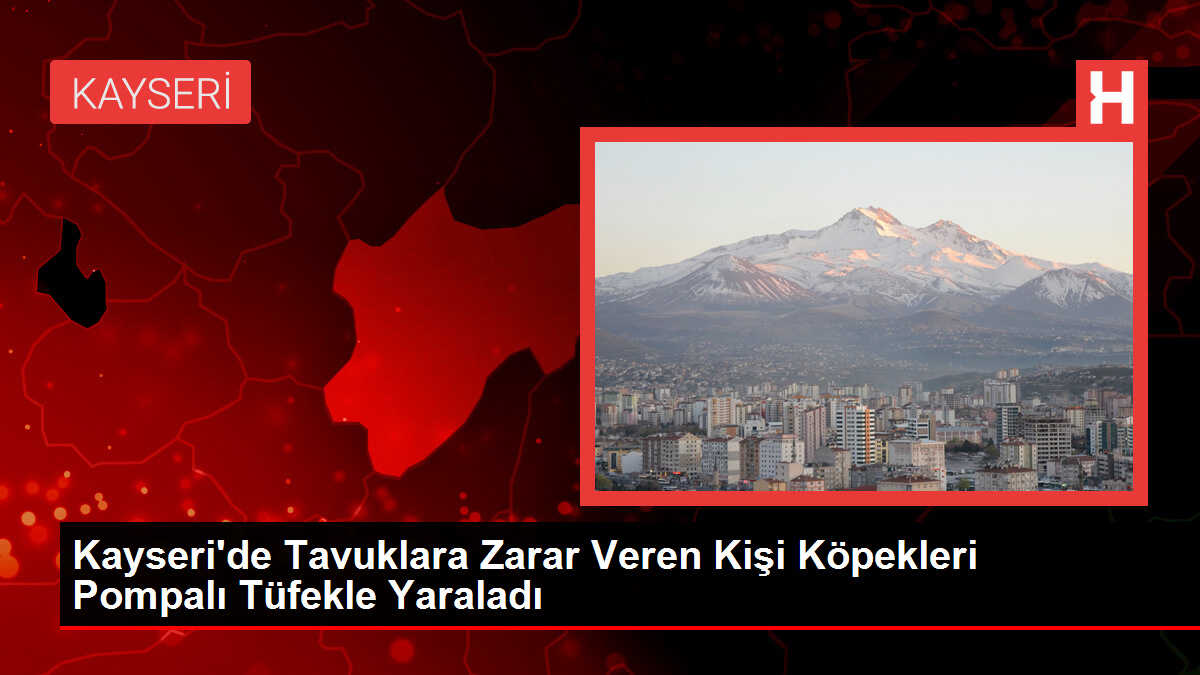 Kayseri'de Tavuklara Zarar Veren Kişi Köpekleri Pompalı Tüfekle Yaraladı