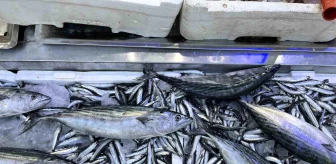 Sinop'ta Balık Tezgahları Hafta Sonu Bereketlendi